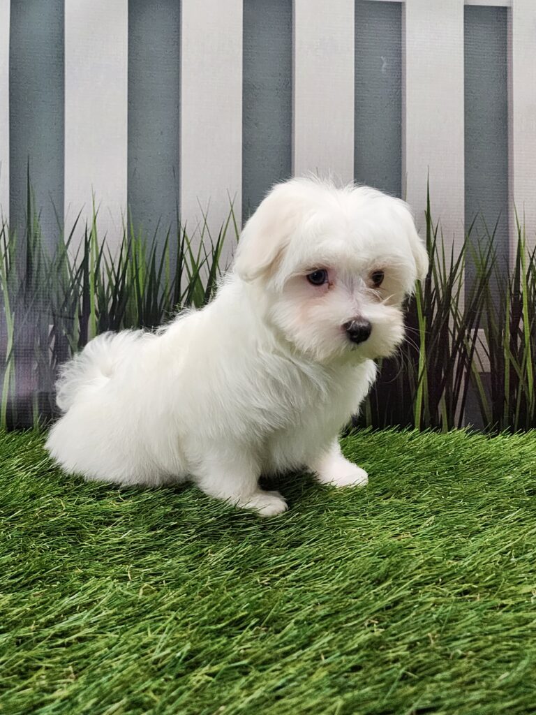 puppy breeders in Chicago
